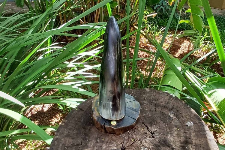 Ponta de Chifre  (15cm) | Com Expositor